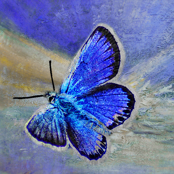 The Butterfly 4 - Handpainted Art Painting - 30in X 30in
