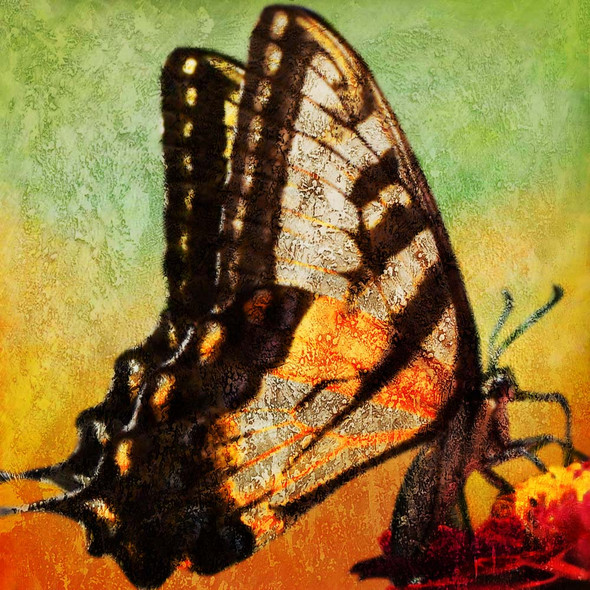 The Butterfly 6 - Handpainted Art Painting - 30in X 30in