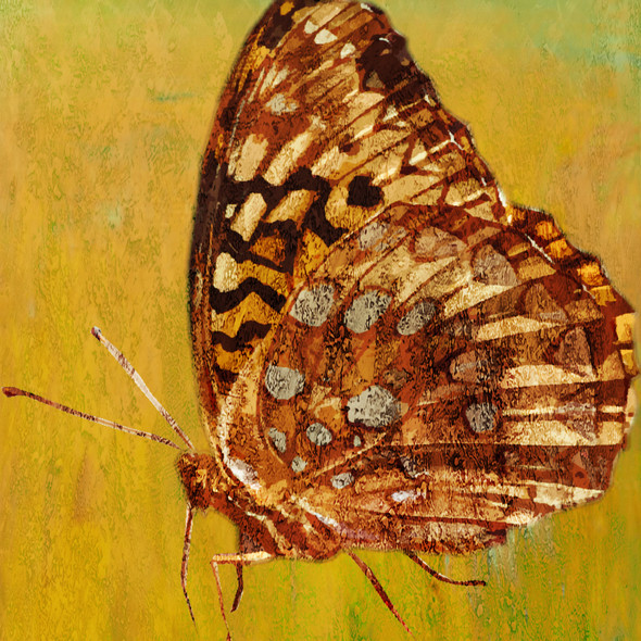 The Butterfly 7 - Handpainted Art Painting - 30in X 30in