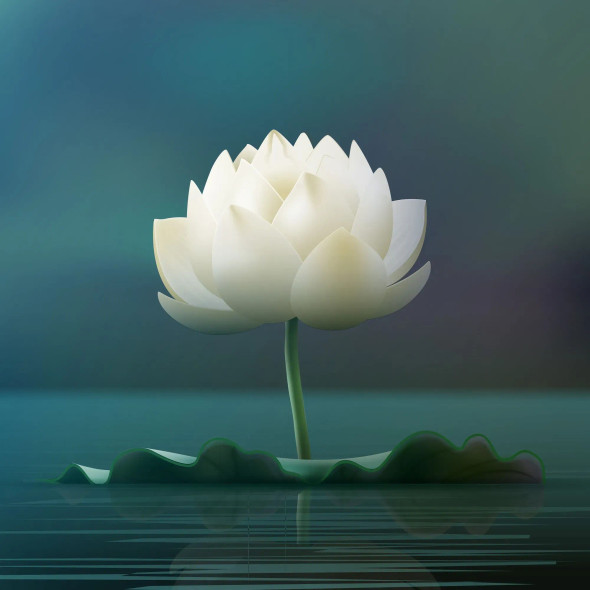 White Lotus (PRT-8645-102995) - Canvas Art Print - 18in X 18in