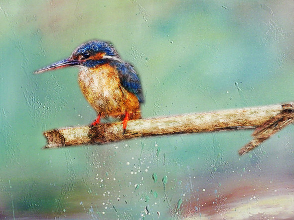 Birds,Beautiful Small Bird,Colorful Bird,Flying