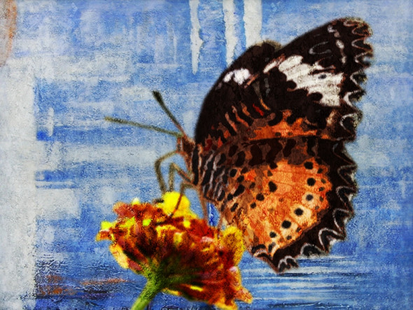 Beautiful Butterfly  9 - Handpainted Art Painting - 40in X 30in