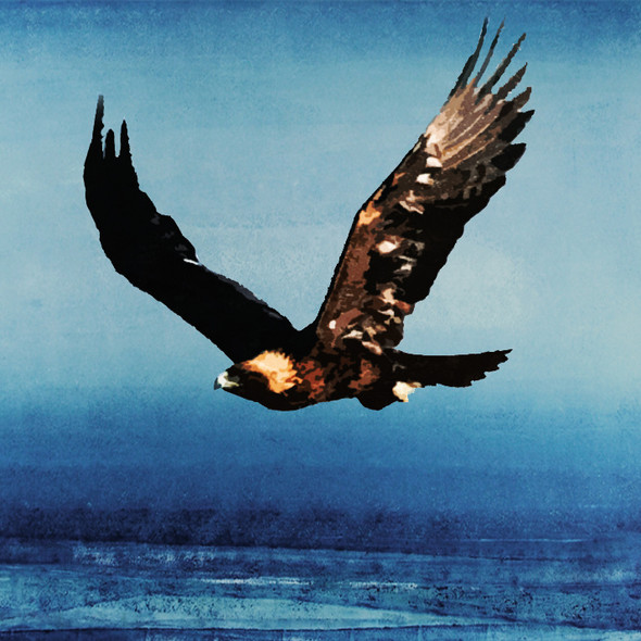 Accipitridae,Eagle,Eagles are large, powerfully built birds of prey