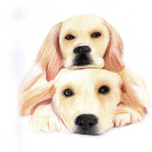 2 Dogs (ART-15368-105664) - Handpainted Art Painting - 8in X 11in