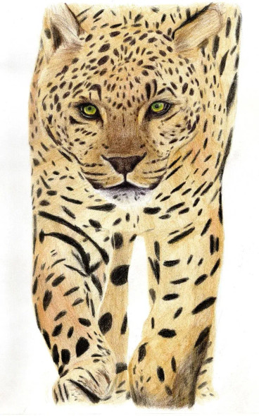 Leopard (ART-15368-105752) - Handpainted Art Painting - 8in X 11in
