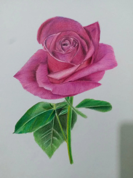 Pink Rose (ART-15368-106138) - Handpainted Art Painting - 8in X 11in