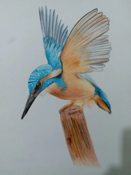 Kingfisher Bird (ART-15368-106132) - Handpainted Art Painting - 8in X 11in