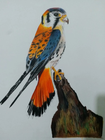 American Kestrel Bird (ART-15368-106136) - Handpainted Art Painting - 8in X 11in