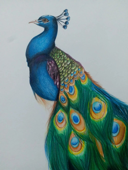 Peacock (ART-15368-106131) - Handpainted Art Painting - 8in X 11in
