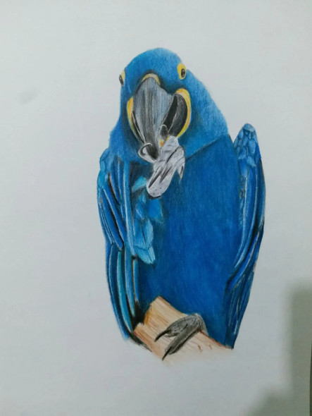 Blue Parrot (ART-15368-106134) - Handpainted Art Painting - 8in X 11in
