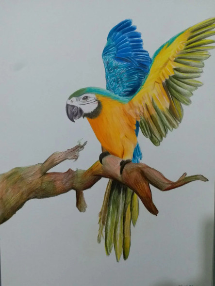 Yellow Macaw,parrot (ART-15368-106135) - Handpainted Art Painting - 11in X 16in