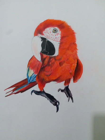 Red Macaw ,Parrot (ART-15368-106139) - Handpainted Art Painting - 11in X 16in