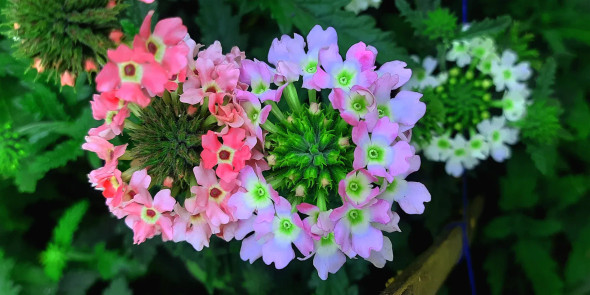 Multicolour Flowers (PRT-16330-106661) - Canvas Art Print - 36in X 18in