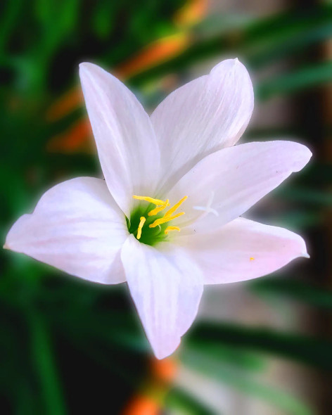 White Lily (PRT-16330-106723) - Canvas Art Print - 24in X 30in