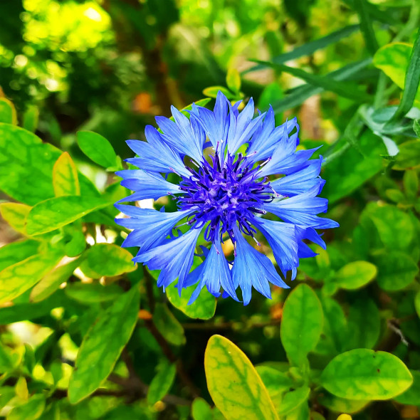 Blue Flower (PRT-16330-106719) - Canvas Art Print - 24in X 24in