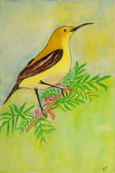 Golden Yellow Sun Bird Basking In Sunlight (PRT-8632-107551) - Canvas Art Print - 12in X 18in