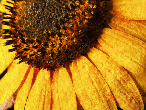 Flower,Floral,Colorful Flowers,Sunflowers