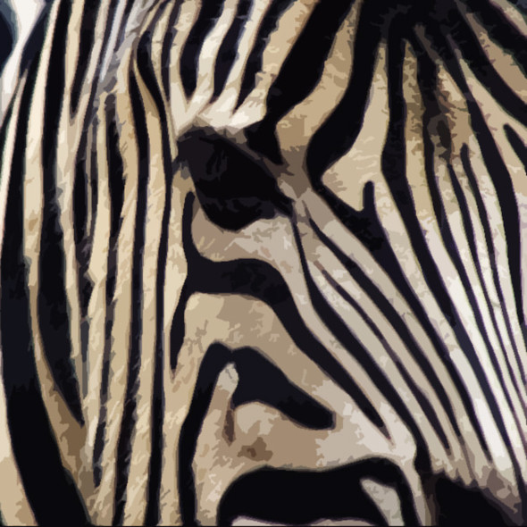 Zebra,Animal,Wild life,Zoo Animal