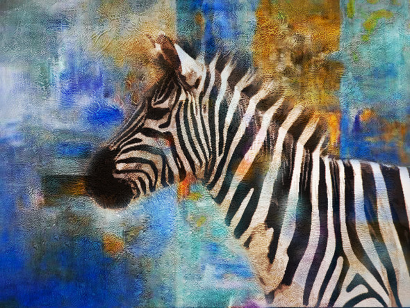 Zebra,Animal,Wild life,Zoo Animal,Strips