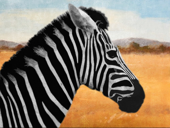 Zebra,Animal,Wild life,Zoo Animal,Strips