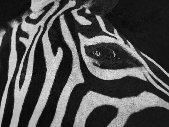 Zebra,Animal,Wild life,Zoo Animal,Strips