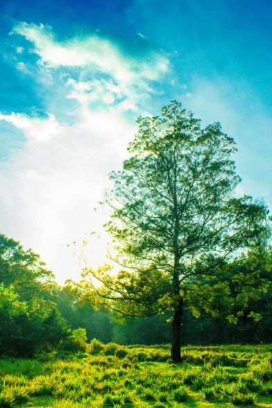 Tree Sorrounded By Grass (PRT-16612-113032) - Canvas Art Print - 20in X 30in