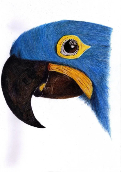 Blue Macaw (PRT-15368-115625) - Canvas Art Print - 25in X 36in