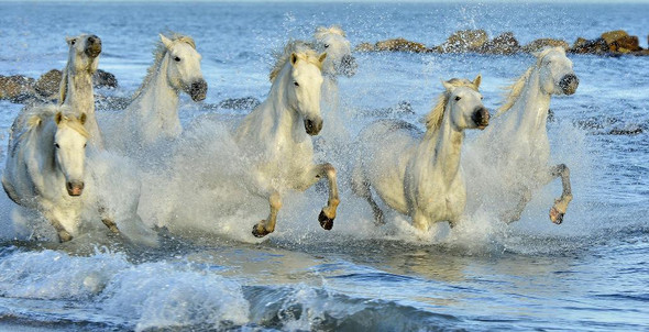 7 White Horses Running In A Ocean (Vastu Luck Painting) (PRT_16014) - Canvas Art Print - 18in X 9in