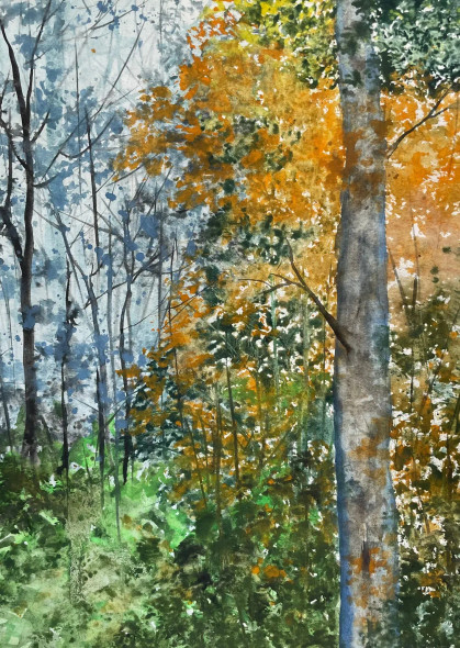 Forest Scene (PRT-8841-117438) - Canvas Art Print - 17in X 24in