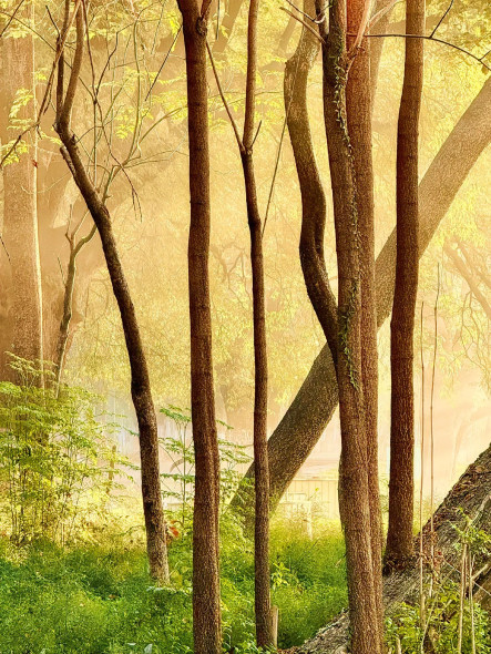 LS#251201 (PRT-15842-118728) - Canvas Art Print - 18in X 24in