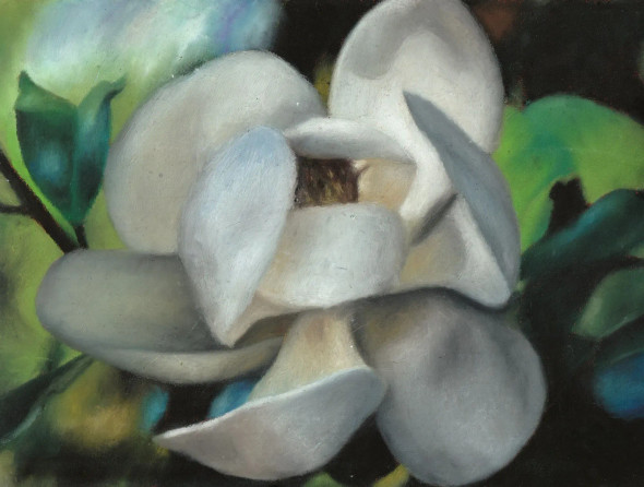 White Bloom (PRT-18500-122207) - Canvas Art Print - 18in X 14in