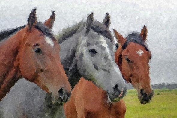 Horses (PRT_270) - Canvas Art Print - 23in X 16in