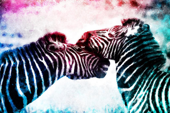 Zebra Couple (PRT_365) - Canvas Art Print - 32in X 21in