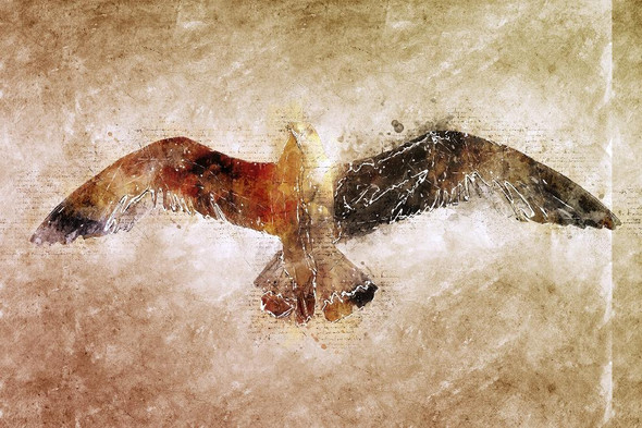 Seagull (PRT_457) - Canvas Art Print - 32in X 21in