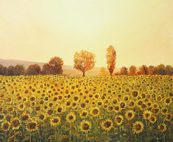 Sunflowers Field (PRT_1065) - Canvas Art Print - 23in X 19in