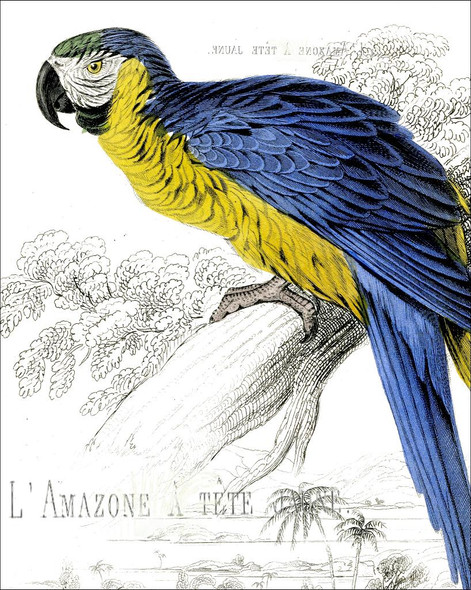 Parrot 03 (PRT_1265) - Canvas Art Print - 15in X 19in