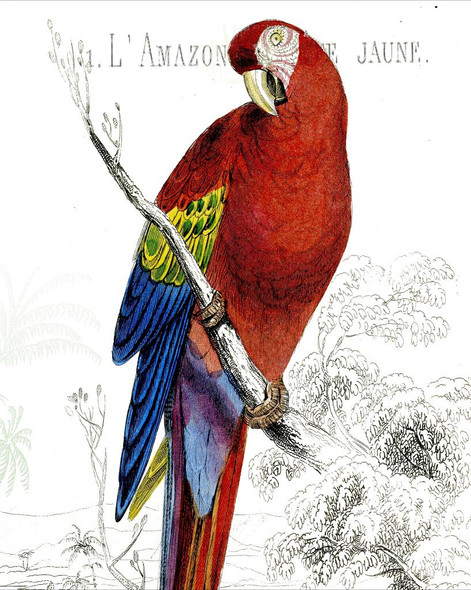 Parrot 04 (PRT_1266) - Canvas Art Print - 15in X 19in