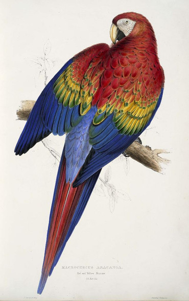 African Macaw 04 (PRT_1474) - Canvas Art Print - 16in X 26in