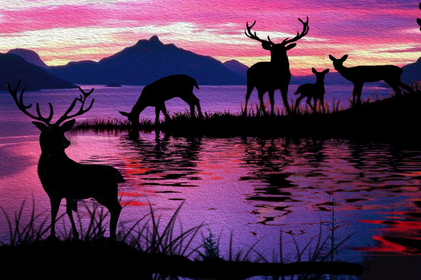 Thirsty Deers (PRT_7096_44137) - Canvas Art Print - 50in X 40in