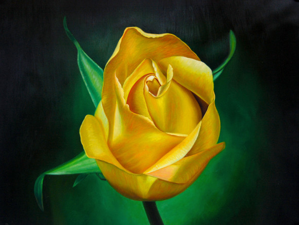 Flowers,Rose,Yellow Rose,Nice Rose Flower,National Flower