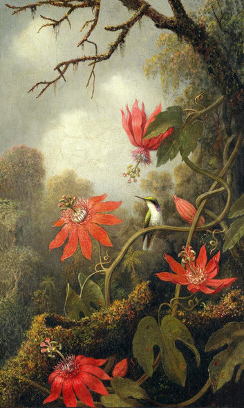 Hummingbird And Passionflowers  by Martin Johnson Heade
(PRT_4733) - Canvas Art Print - 14in X 23in