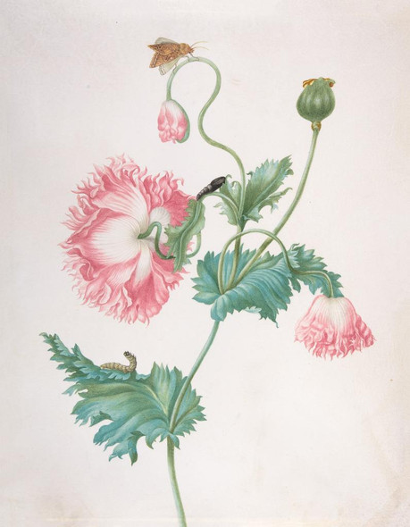 A Poppy In Three Stages Of Flowering, With A Caterpillar, Pupa And Butterfly by Johanna Helena Graff
(PRT_5127) - Canvas Art Print - 18in X 23in