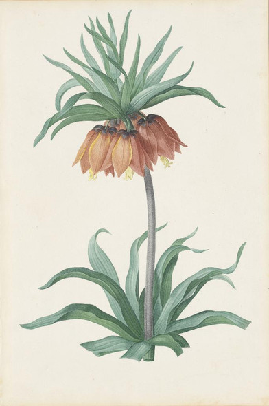 Plate 131, Fritillaria Imperialis; From "Les Liliac√©es by Pierre Joseph Redout√©
(PRT_5160) - Canvas Art Print - 15in X 23in