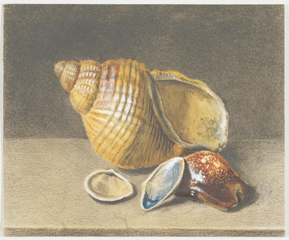 A Cowrie, And A Larger And Two Smaller Shells
(PRT_5171) - Canvas Art Print - 20in X 16in