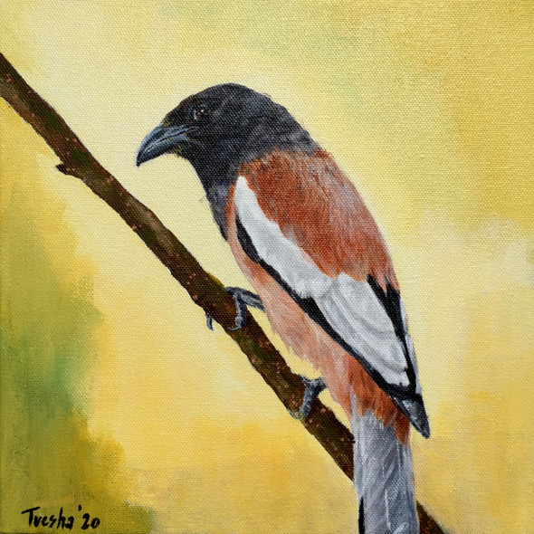 Rufous Treepie with Pollen Stained Beak (ART_6676_53024) - Handpainted Art Painting - 10in X 10in