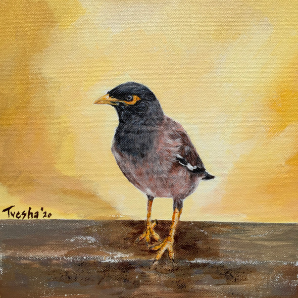 Curious Myna (ART_6676_53023) - Handpainted Art Painting - 10in X 10in