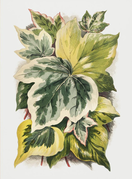 Various Ivy Leaves From The Ivy, A Monograph 2(1872) by Shirley Hibberd (1825‚Äì1890)
(PRT_5462) - Canvas Art Print - 25in X 34in