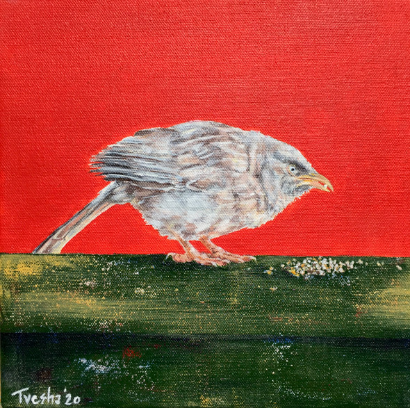 Jungle Babbler with a Single Grain (ART_6676_53349) - Handpainted Art Painting - 10in X 10in