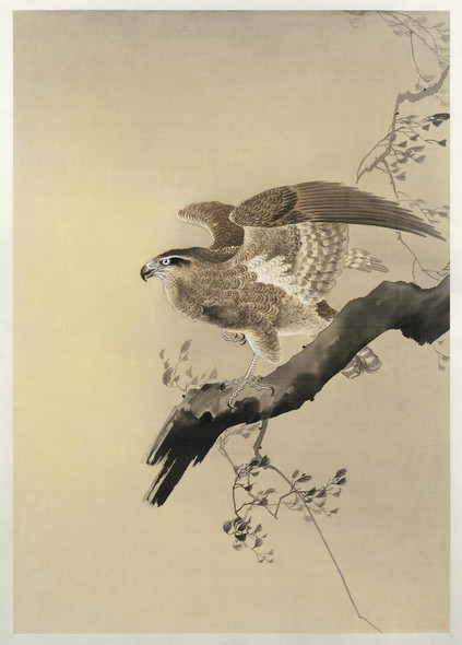 Hawk (1887-1945) by Ohara Koson
(PRT_5594) - Canvas Art Print - 17in X 24in