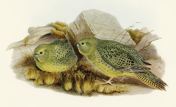 Nocturnal Ground-Parakeet (Geopsittacus Occidentalis) by Elizabeth Gould
(PRT_5575) - Canvas Art Print - 23in X 14in